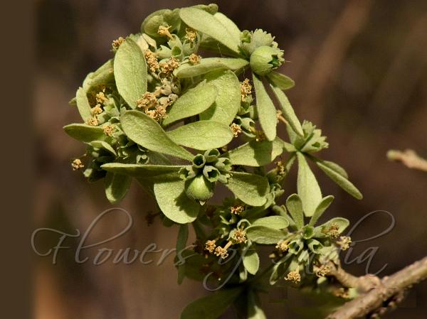 Panicled Varshiki